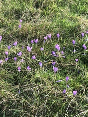 Crocus nudiflorus