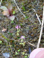 Centaurium pulchellum