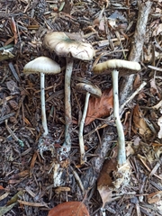 Psilocybe serbica
