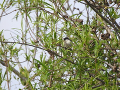 Microspingus melanoleucus