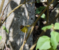 Basileuterus rufifrons