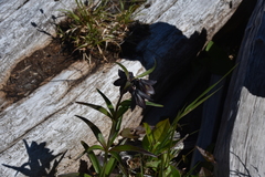 Fritillaria camschatcensis