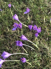 Crocus nudiflorus