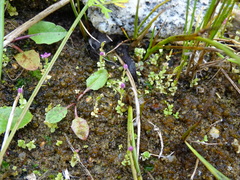 Centaurium pulchellum