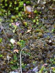 Centaurium pulchellum