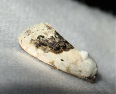 Ponometia erastrioides