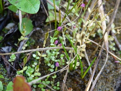 Centaurium pulchellum
