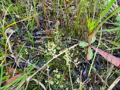 Centaurium pulchellum