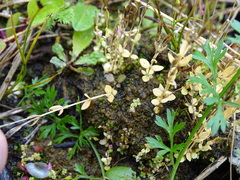 Centaurium pulchellum