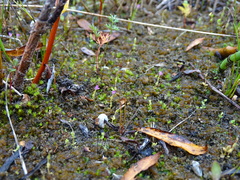 Centaurium pulchellum