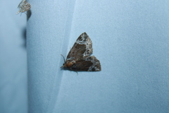 Hypena abalienalis