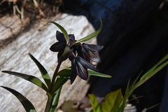 Fritillaria camschatcensis