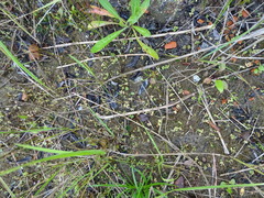 Centaurium pulchellum