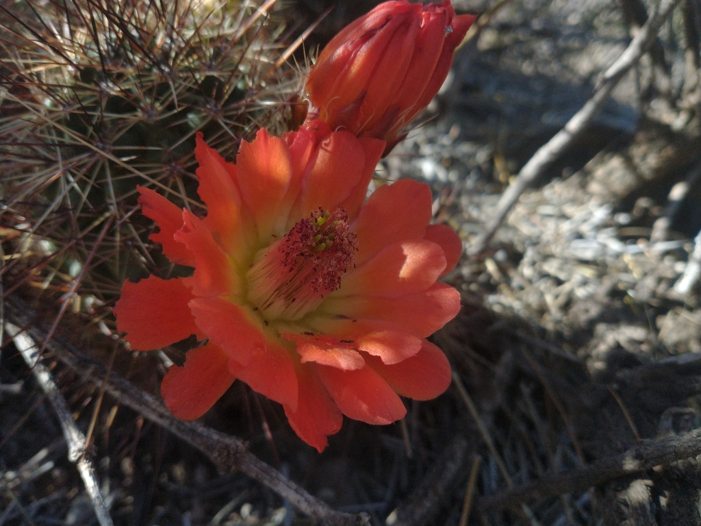 Echinocereus coccineus rosei in May 2022 by César Osvaldo Ponce Rivas