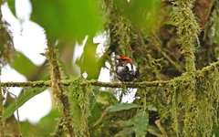 Machaeropterus deliciosus