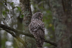 Strix uralensis