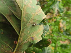 Paidiscura pallens