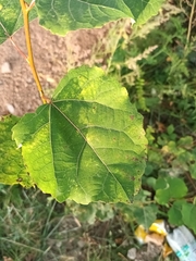 Populus tremula