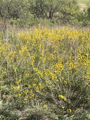 Helianthus petiolaris