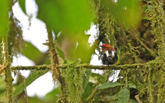 Machaeropterus deliciosus