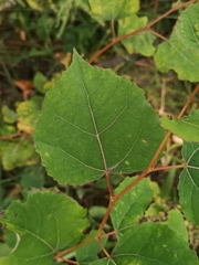 Populus tremula