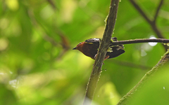 Machaeropterus deliciosus