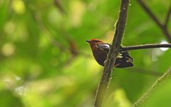 Machaeropterus deliciosus