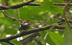 Machaeropterus deliciosus