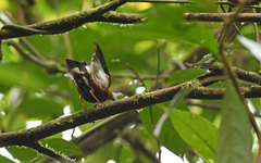 Machaeropterus deliciosus