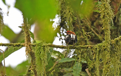 Machaeropterus deliciosus