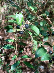 Ilex coriacea