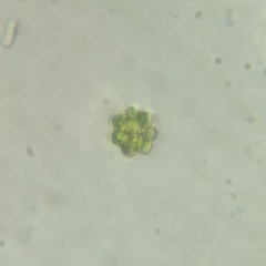 Coelastrum