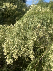 Baccharis neglecta