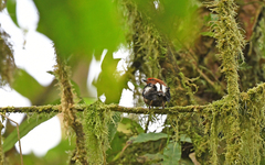 Machaeropterus deliciosus