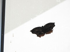 Achlyodes busirus