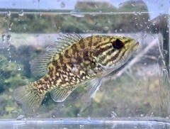 Lepomis gulosus