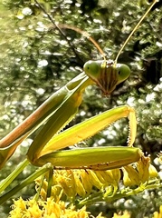 Tenodera sinensis