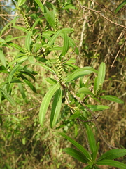 Sapium haematospermum