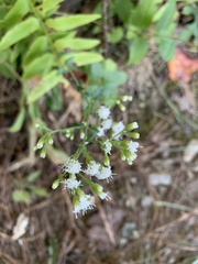 Ageratina aromatica