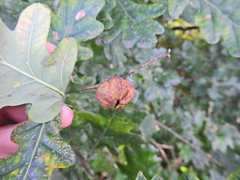 Andricus quercuscalicis