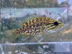Lepomis gulosus