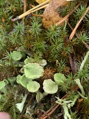 Cladonia gracilis