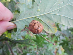 Andricus quercuscalicis