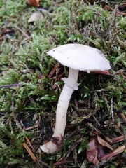 Cystoderma carcharias