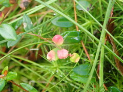 Exobasidium rostrupii