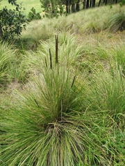 Muhlenbergia macroura