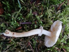 Cystoderma carcharias