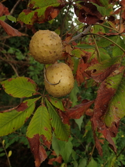Aesculus glabra