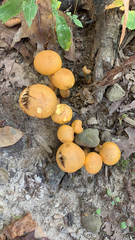 Gymnopilus junonius