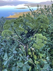 Angelica archangelica archangelica